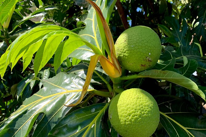 Half-Day Tour of Moorea Island in a Small Group - Ōpūnohu Bay: Moorea’s quieter side
