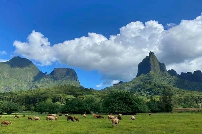 Half-Day Tour of Moorea Island in a Small Group - The guides make or break the day