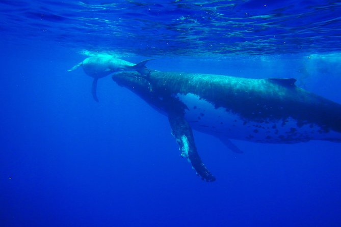 Half day whale tour 4h00 - Key points before you book