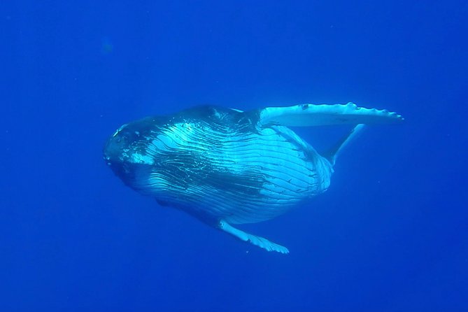 Half day whale tour 4h00 - Finding humpback whales with listening equipment