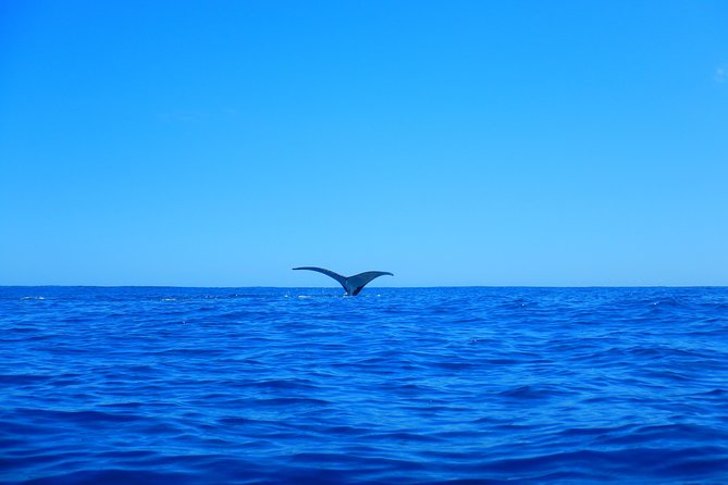 Half day whale tour 4h00 - Opunohu Bay and the lagoon finish