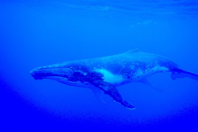 Half day whale tour 4h00 - Crew quality can make or break the day