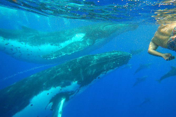 Half day whale tour 4h00 - The swim is the real test