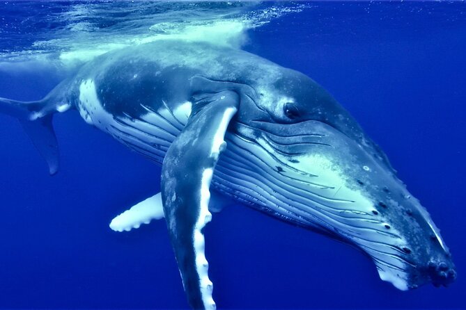 Half Day Whale Watching in a Small Shared Group - Key points to know before booking