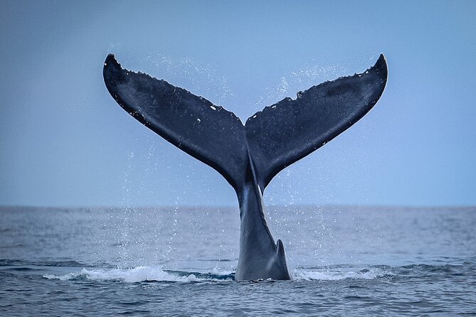 Half Day Whale Watching in a Small Shared Group - Setting out from Ārue Stadium