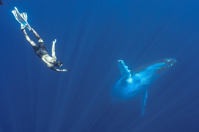Half Day Whale Watching in a Small Shared Group - Entering the water near the whales