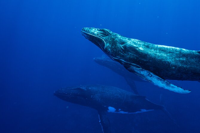 Half Day Whale Watching in a Small Shared Group - Snacks, fruit, and the feel of the morning