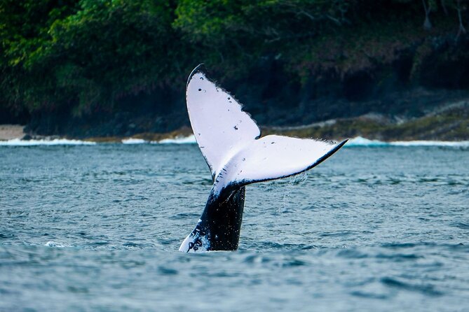 Half Day Whale Watching in a Small Shared Group - Who should book this whale tour