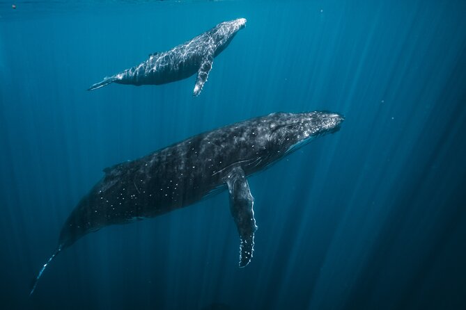 Half Day Whale Watching in a Small Shared Group - Why six passengers changes the experience