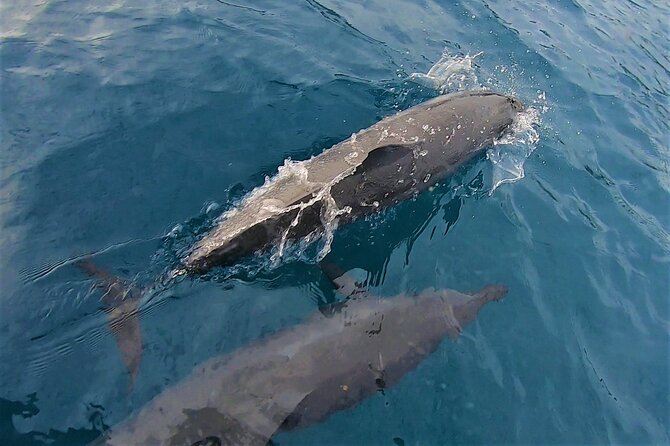 Half day whale watching - Without launch - Who Will Like This Moorea Outing Most