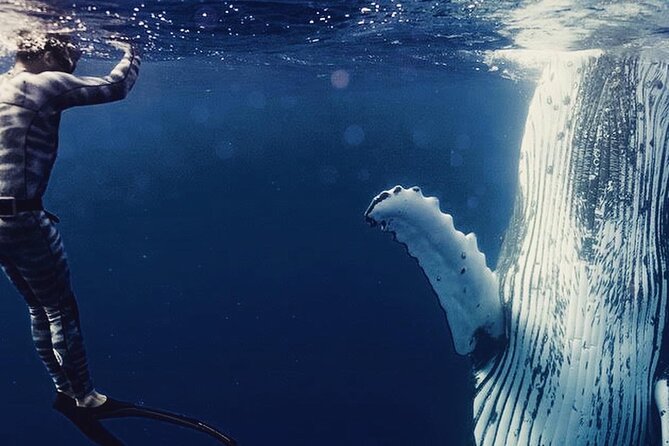 Humpback whale watching and marine life in Moorea - Key points at a glance