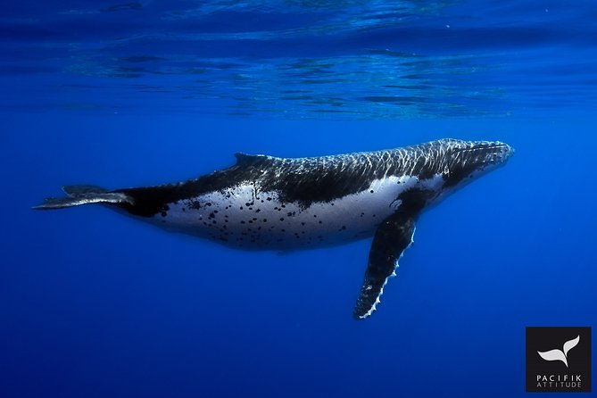 Humpback whale watching and marine life in Moorea - The best season for humpback whales in Moorea