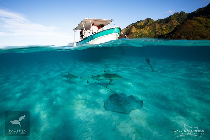 Humpback whale watching and marine life in Moorea - What happens during the three-hour outing