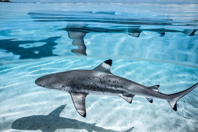 Humpback whale watching and marine life in Moorea - Why the crew matters so much