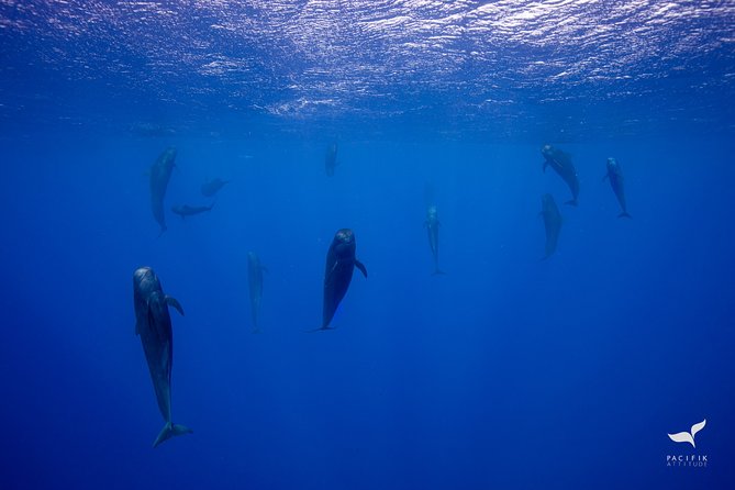 Humpback whale watching and marine life in Moorea - Swimming with whales: the part you must understand