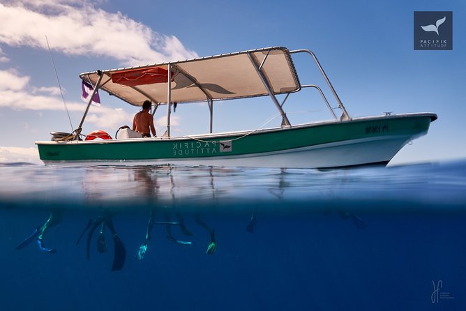 Humpback whale watching and marine life in Moorea - The marine life beyond humpbacks