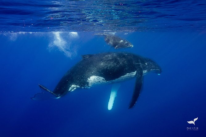 Humpback whale watching and marine life in Moorea - Is $327.95 a fair price?