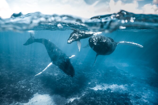 Humpback whale watching and marine life in Moorea - Meeting at Hauru Public Park or Pacifik Attitude