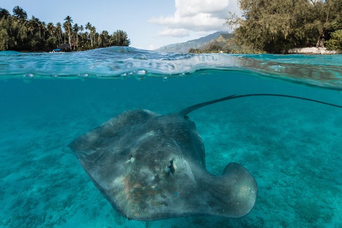 Introduction to sailing and discovering the lagoon - Snorkeling with rays, blacktip sharks, and tropical fish
