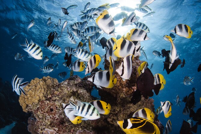 Introductory Dive in Bora Bora (afternoon) - Key Points to Know Before You Go