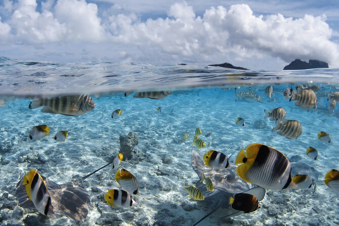 Introductory Dive in Bora Bora (afternoon) - Why Bora Bora Is a Good Place for Your First Scuba Session