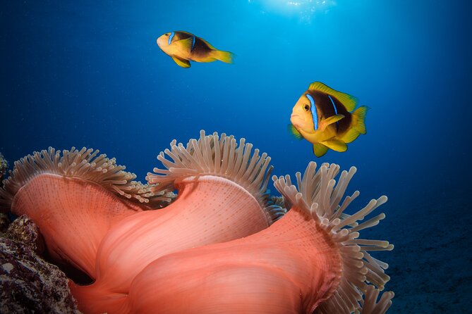 Introductory Dive in Bora Bora (afternoon) - Entering the Water and Finding Your Rhythm