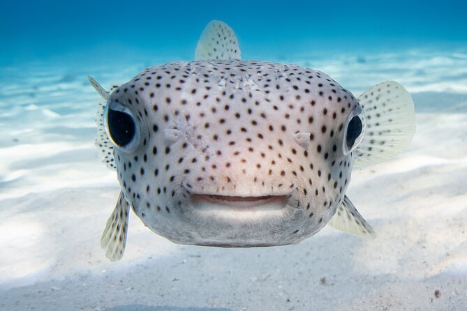 Introductory Dive in Bora Bora (afternoon) - Equipment, Boats, and Comfort on the Afternoon Outing