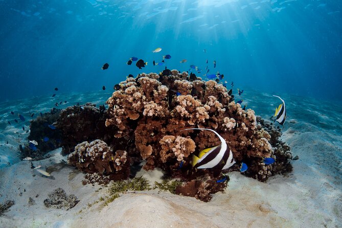 Introductory Dive in Bora Bora (afternoon) - Starting at Eleuthera Bora Diving Center on Matira Beach