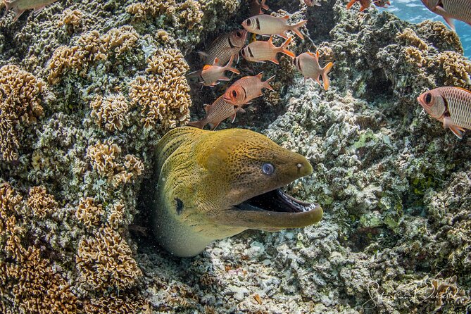 Introductory Scuba Diving Experience in Bora Bora - A small group makes a real difference