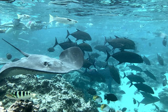 Jet Ski Moorea Customed Tour only - Meeting stingrays, sharks, and sea turtles