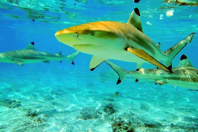 Keishi Tour Half Day Shared Excursion - Blacktip Sharks and Stingrays in the Lagoon
