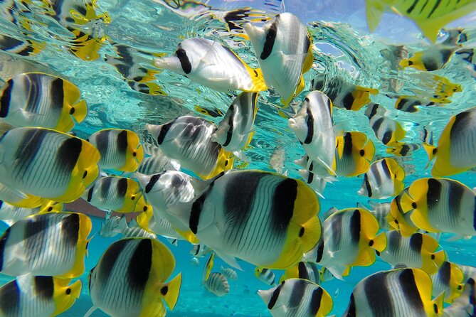 Keishi Tour Half Day Shared Excursion - Snorkeling at the Coral Garden