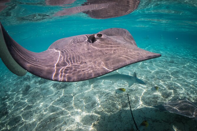 Keishi Tour Half Day Shared Excursion - Manta Ray Viewing and Open-Water Snorkeling