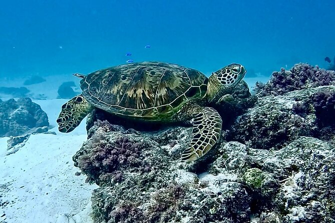 Lagoon and Marine Wildlife Tour in Moorea - Learning About Marine Wildlife and Protected Areas
