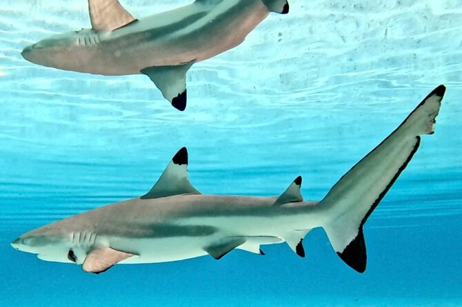 Lagoon and Marine Wildlife Tour in Moorea - What the $103.24 Price Buys You