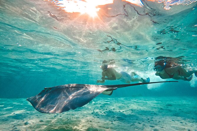 Lagoon and Wildlife Discovery on a Private Boat in Moorea - Green sea turtles and the limits of wildlife promises
