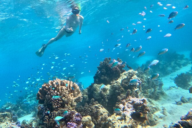 Lagoon and Wildlife Discovery on a Private Boat in Moorea - Coral gardens around Moorea’s small motus