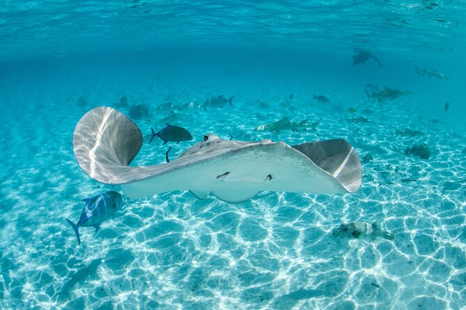 Lagoon Exploration and Snorkeling in Moorea - Key points to know before you go