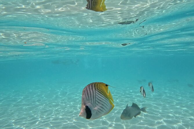 Lagoon Exploration and Snorkeling in Moorea - The last stop: a slower hour in the lagoon
