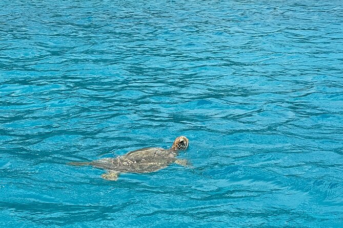 Lagoon Exploration and Snorkeling in Moorea - What the crew adds to the day