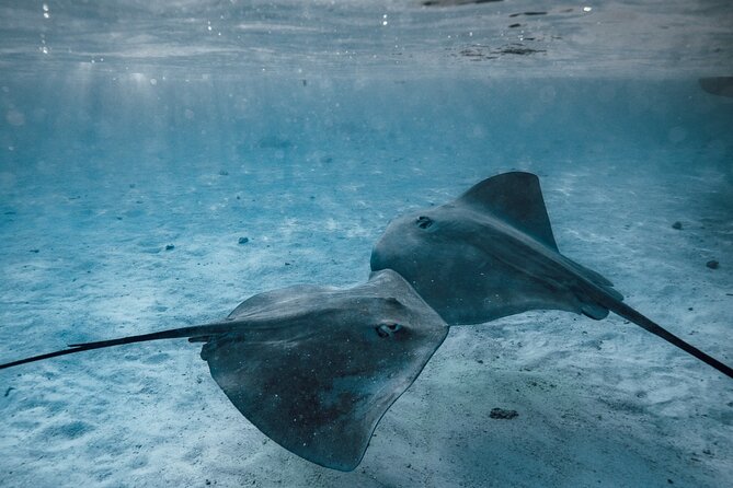 Lagoon Tour - Discover the magnificent lagoon of Moorea - The Final Water Stop and Underwater Sculptures