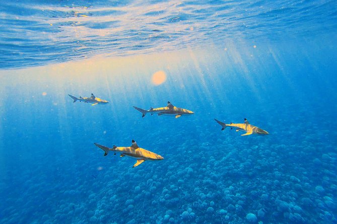 Lagoon Tour - Discover the magnificent lagoon of Moorea - The Sandbar: Rays, Sharks, and Shallow Water