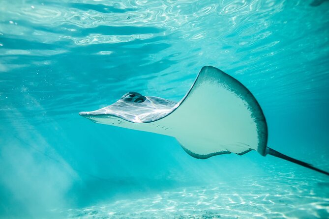 Lagoon Tour in Moorea in Small Group with Lunch - First Stop: Rays and Blacktip Sharks at the Sandbar