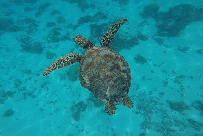 Lagoon Tour in Moorea in Small Group with Lunch - Spinner Dolphins Along Moorea’s South Coast