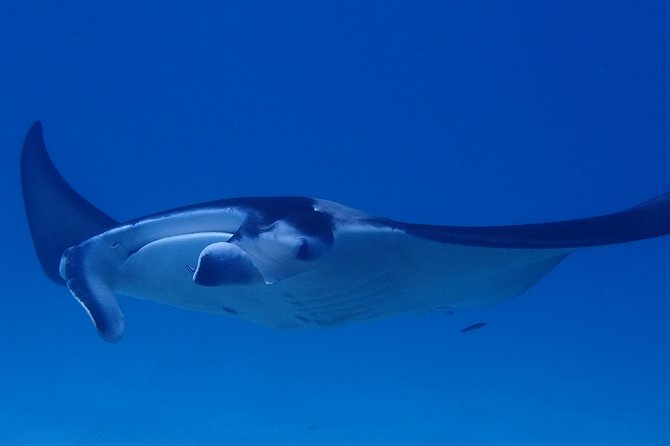 Luxury Full Day Snorkeling - Starting at 8:30 am With Hotel Pickup