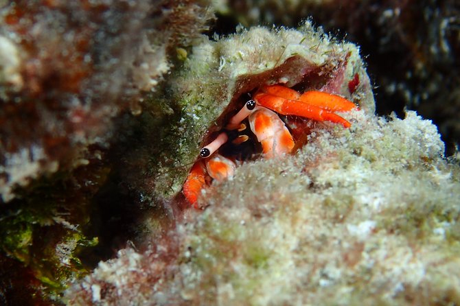 Luxury Full Day Snorkeling - A One-Hour Lunch Stop on a Motu