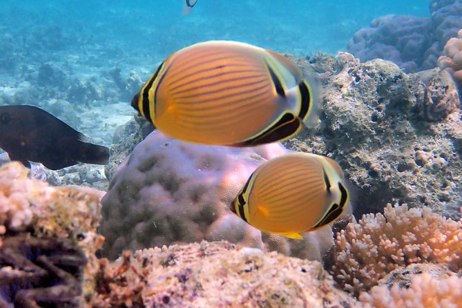 LUXURY PRIVATE Catamaran Bora Bora : Full-Day Trip - Meeting the reef and watching rays