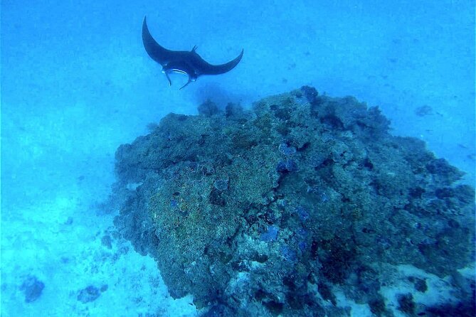 Magical Boat Tour with Underwater Cabin in Bora Bora! - The 8:30 pickup and morning schedule