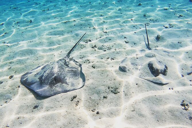 Mo'orea Half Day Private Tour with Snorkeling and Cruising the Lagoon - Why a private half-day works well on Moorea