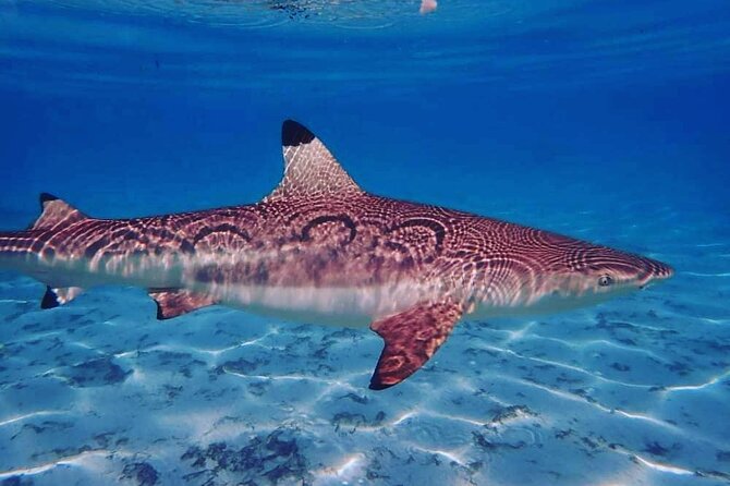 Mo'orea Half Day Private Tour with Snorkeling and Cruising the Lagoon - Black-tip reef sharks and rays